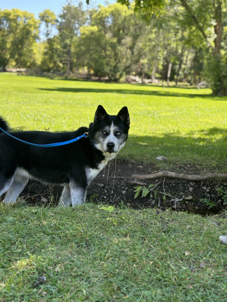 Echo, a black and white husky from Lehi, Utah, whose early tumor Scoopie caught during a routine wellness check